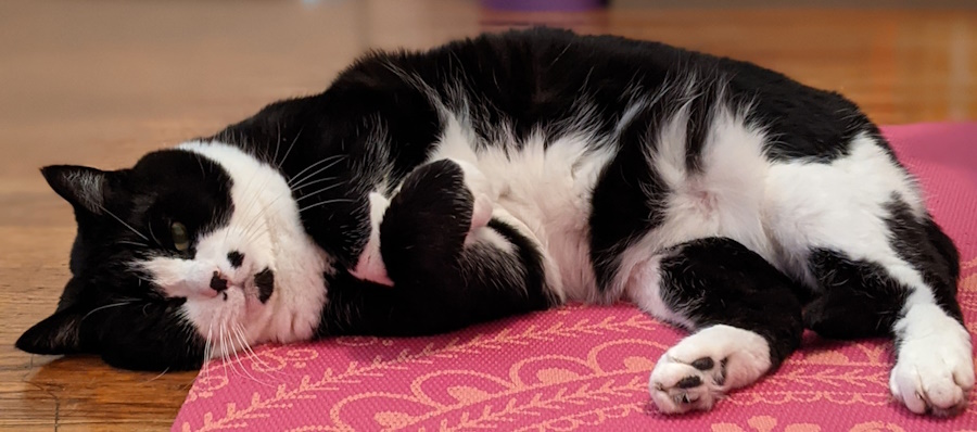 Picture of Archie the tuxedo cat on a pink yoga mat doing Purrlates stretches.