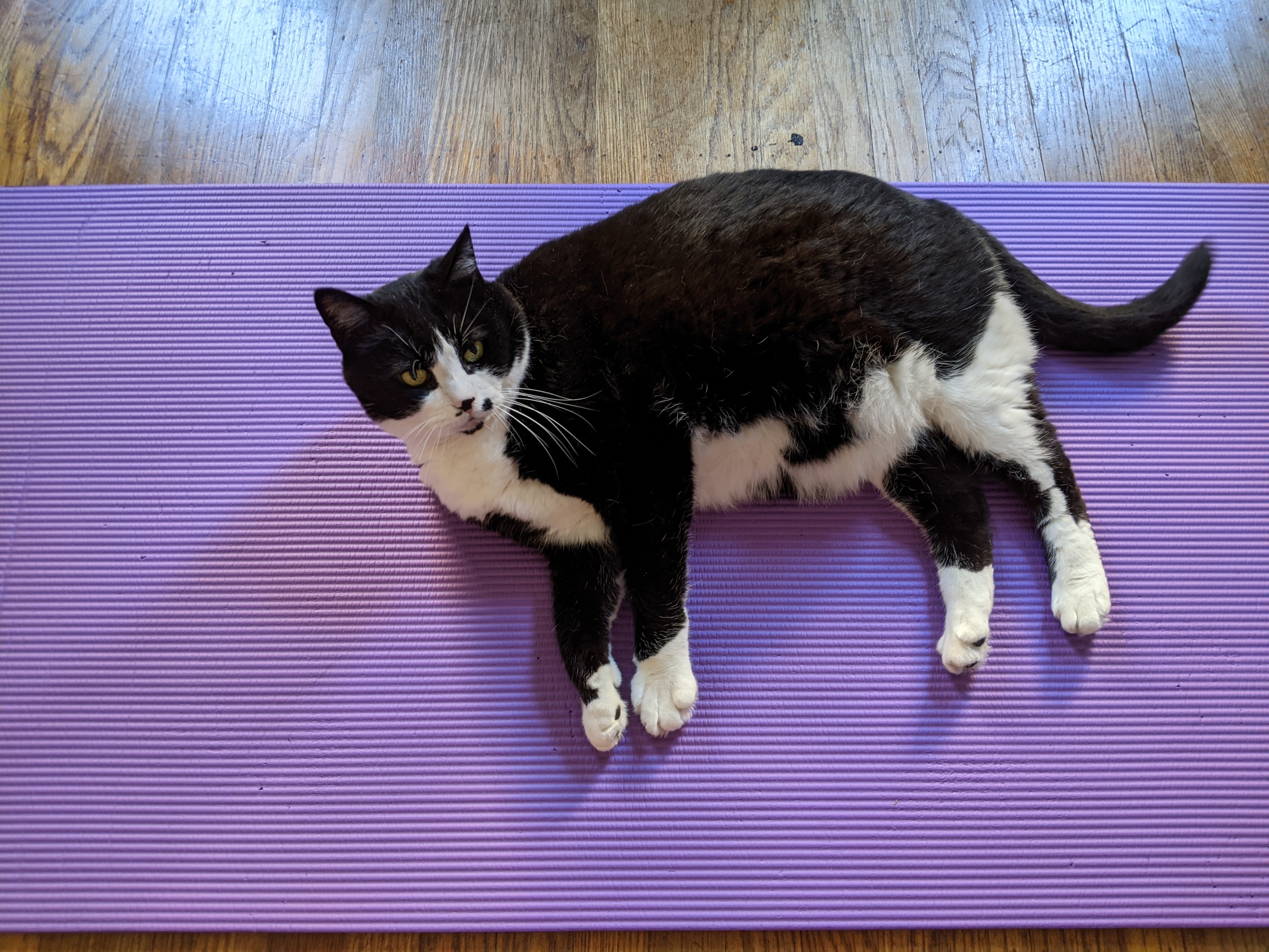 Group of people sitting on mats surrounded by cats.