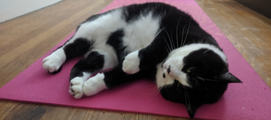 Picture of Archie the tuxedo cat on a pink yoga mat doing Purrlates stretches.