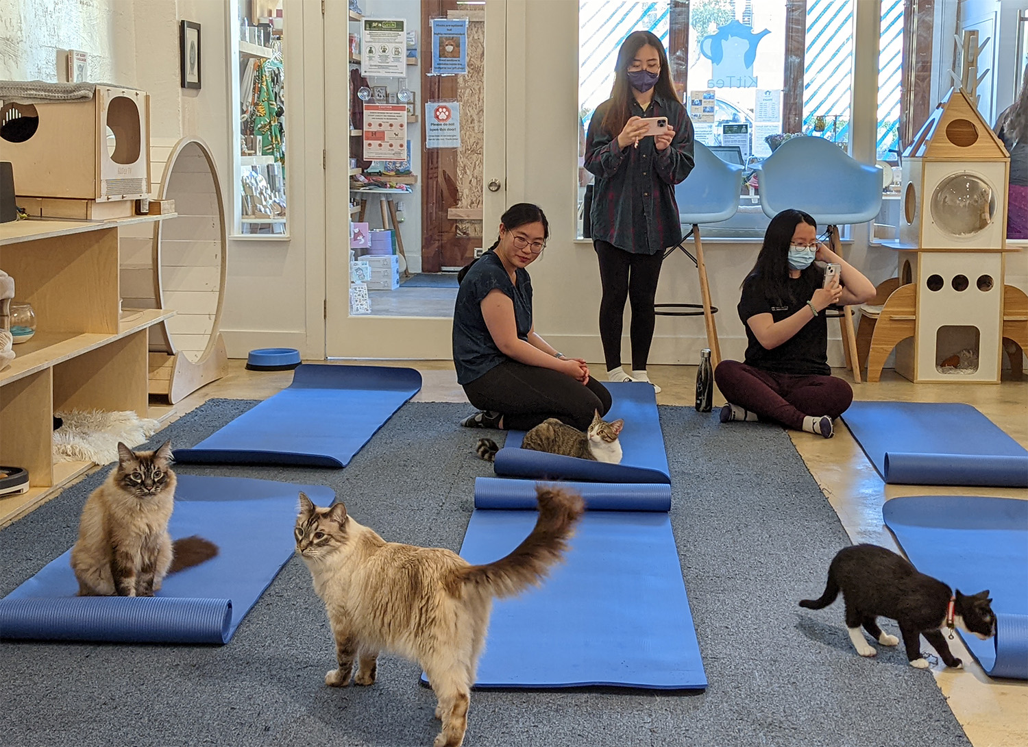 Group of people sitting on mats surrounded by cats.