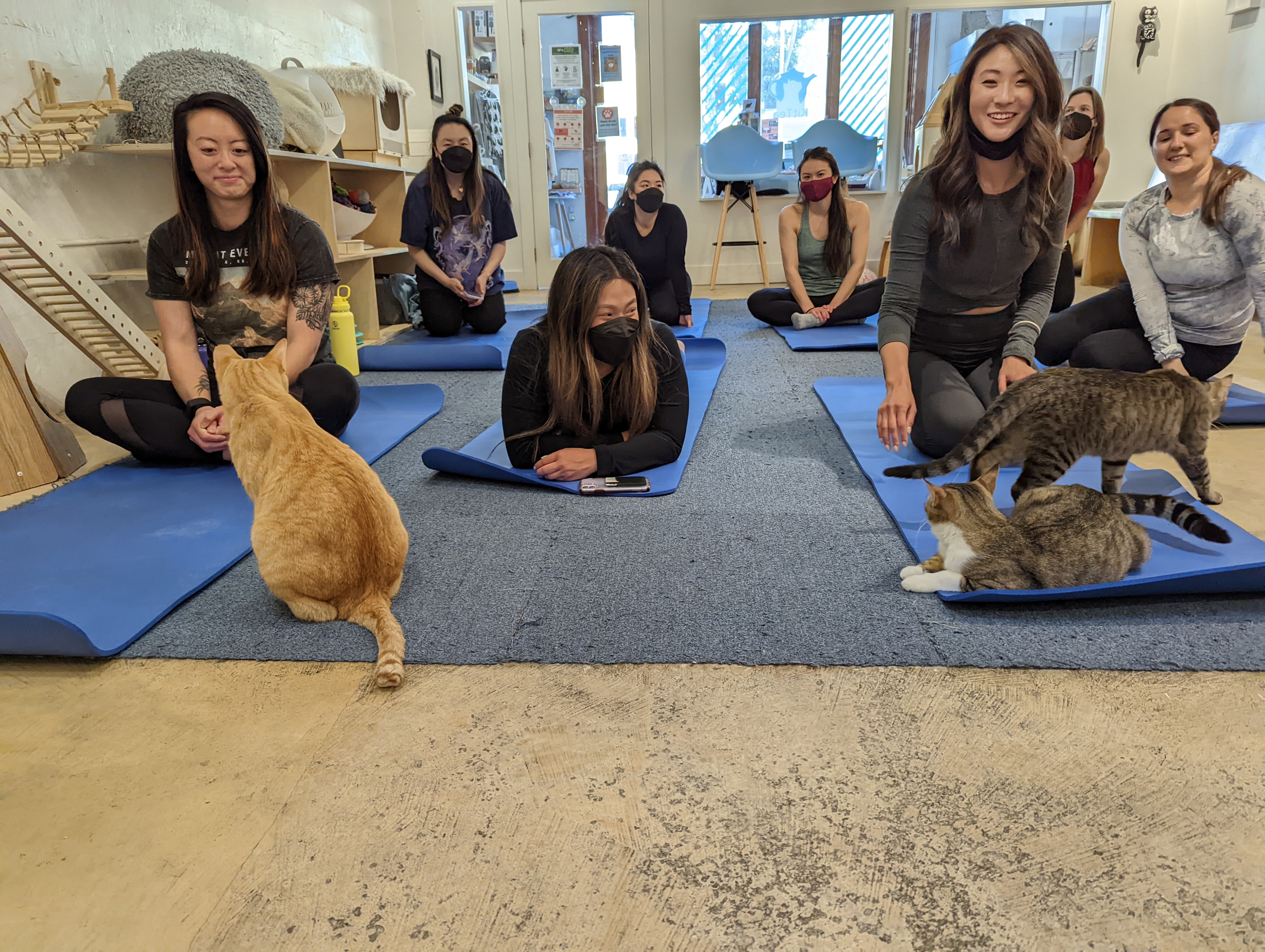 Purrlates attendees preparing for mat class at KitTea Cafe.